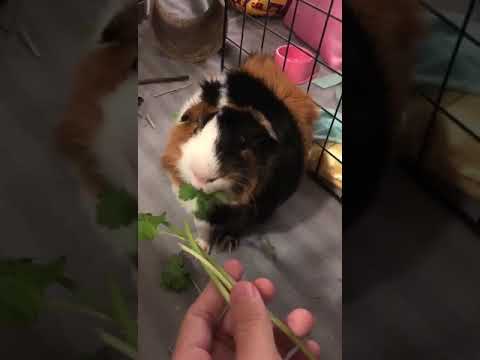 Barney, an adopted Guinea Pig in Saint Paul, MN_image-1