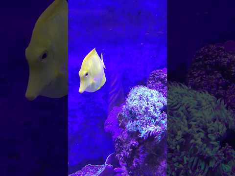 Aquário #aquário #peixes #peixe #riodejaneiro #voltaredonda #pesca #pescaria #pescador #fish