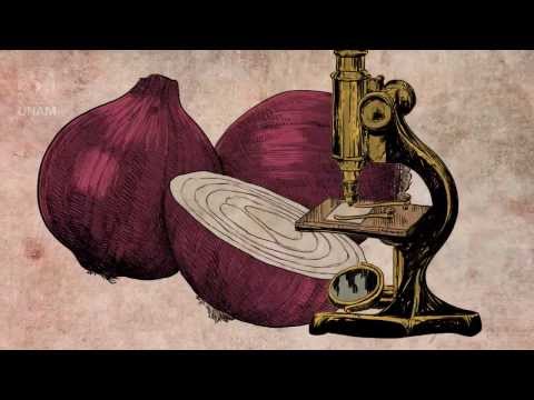 Postulados de la Teoría Celular, Biología