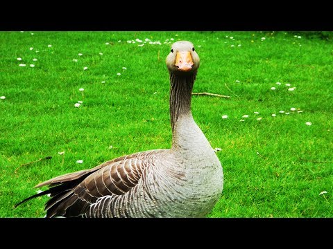 download lagu mp3 mp4 Oie Ferme, download lagu Oie Ferme gratis, unduh video klip Oie Ferme