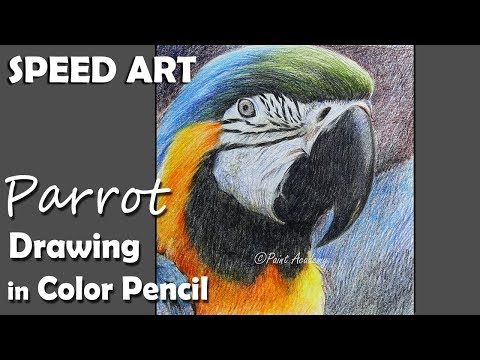 Parrot Face in Colored Pencil SPEED ART