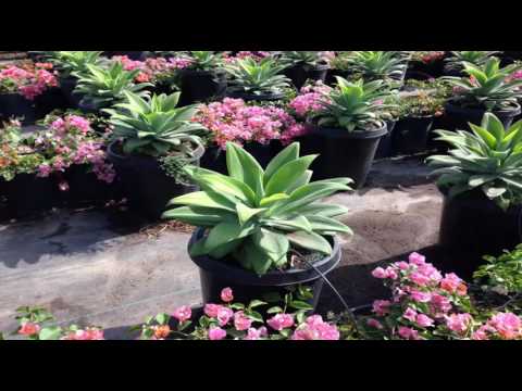 download lagu mp3 mp4 Agave Blue Flame, download lagu Agave Blue Flame gratis, unduh video klip Agave Blue Flame