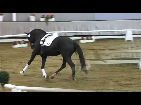 11 Doctor House v. Don Olymbrio L / Ferragamo