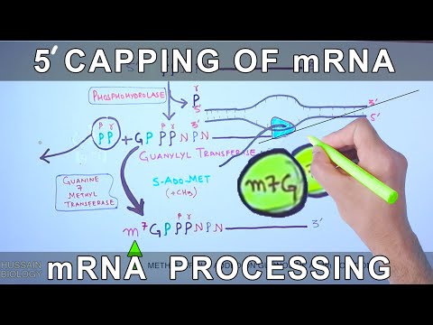 5 Prime Capping von mRNA | Eukaryotische mRNA-Prozessierung