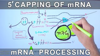 5 Prime Capping of mRNA | Eukaryotic mRNA Processing