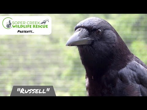 Meet Russell , the American Crow
