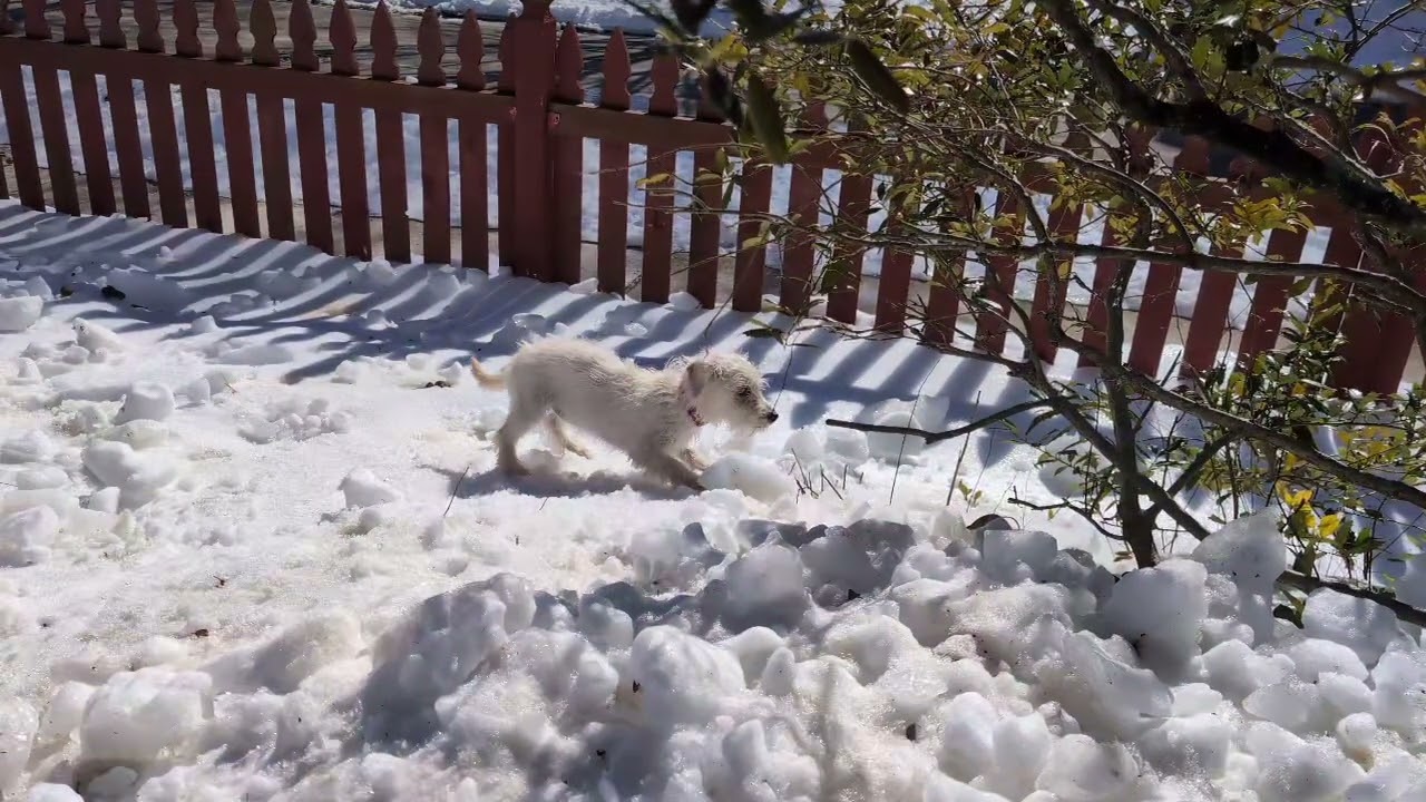 Enlarge Blossom, an adopted mixed breed in Ellicott City, MD video 5/5