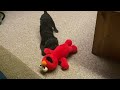 Tickle Me Elmo Cody