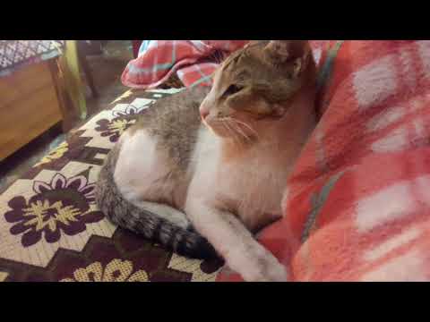 Cuddle time with my cute cat dimpy |Animal Lovers