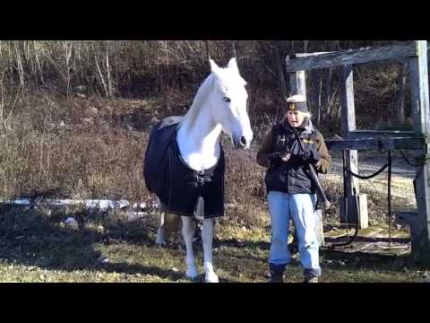 Clicker training your horse to kill zombies