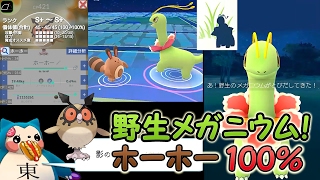 ホーホー ポケットモンスター ヤトウモリ ホルビー ギガイアス ホーホー ポケットモンスター ヤトウモリ ホルビー ギガイアス