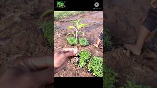 Download lagu CHILLI- Nursery to Farm,chilli nursery,CHILLI farm mp3