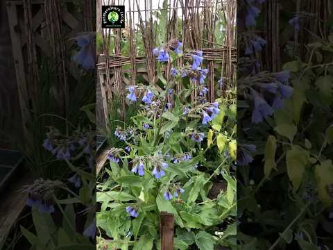 5 Essential Bio Garden Pollinator Plants for Permaculture