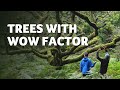How we Photographed Awe-inspiring Trees | Pro Tips & Inspiration