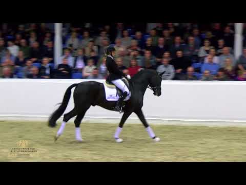 For Final - Hengstvorführung Lodbergen 2018