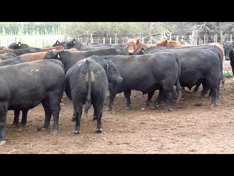 TOROS EL PALENQUE 2015 1