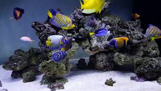 Marine angelfish FOWLR 2