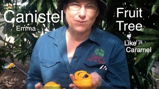 preview picture of video 'Canistel or Yellow Sapote - Like Caramel: Emma Fruit Tree'