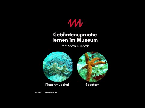 Gebärdensprache lernen im Museum: Muschel und Seestern | MNM