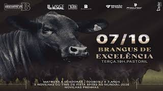Brangus de Excelencia     Cabanha La Reina