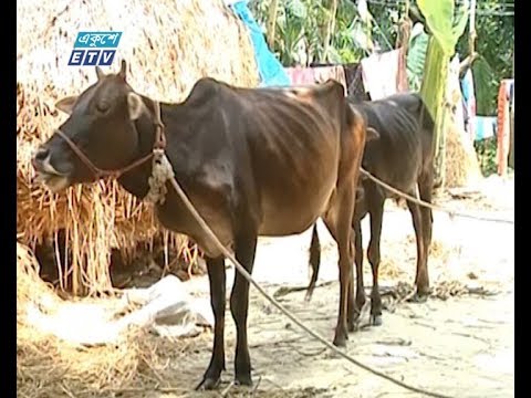 রংপুর বিভাগের ৮ জেলায় অজ্ঞাত রোগে আক্রান্ত হয়ে মারা যাচ্ছে গরু