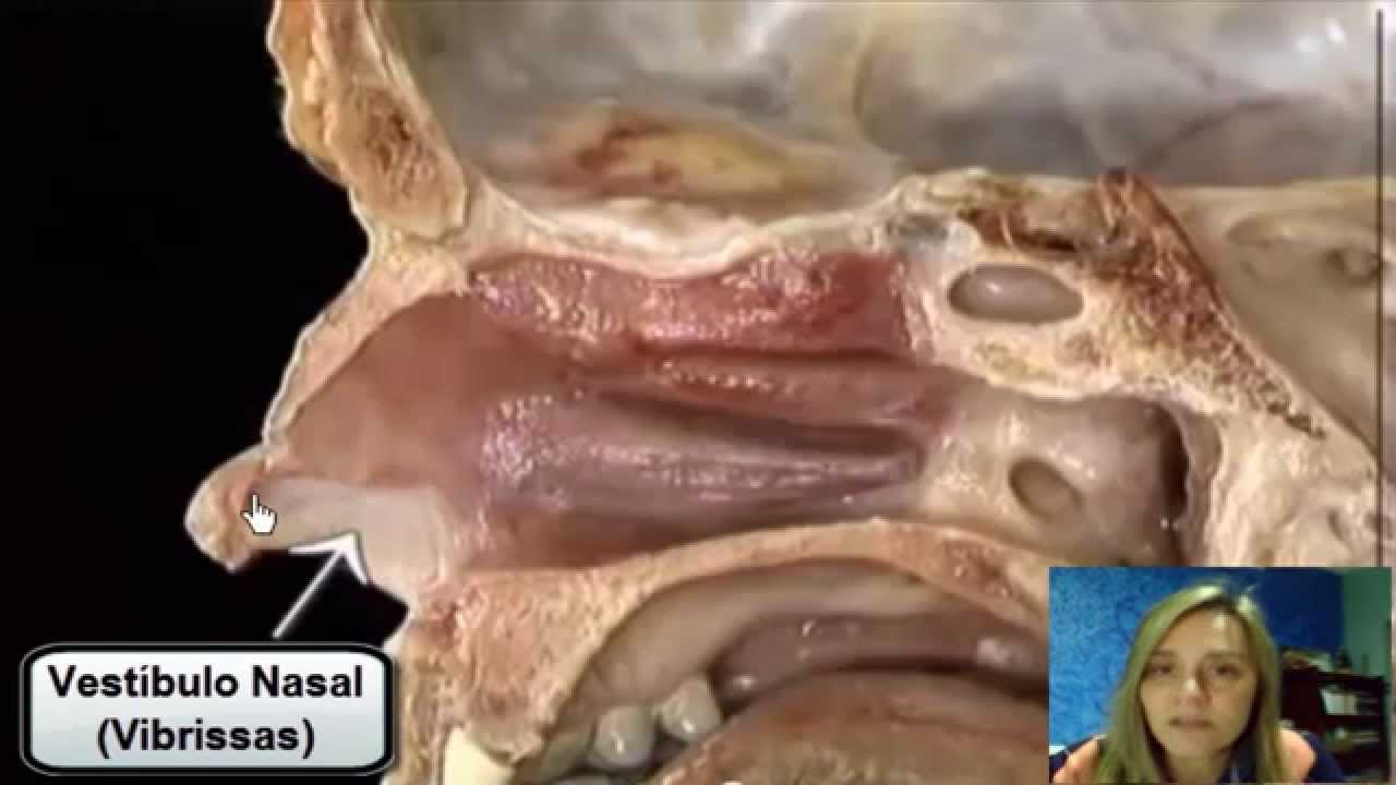 Anatomia da Cavidade Nasal - Prof. Celimara