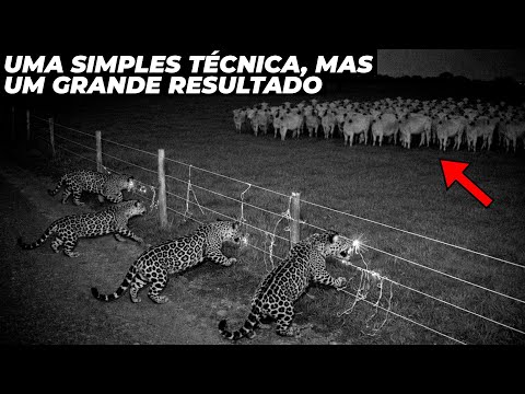 A nova técnica que diminuiu 83% dos ataques de onças a bezerros no pantanal