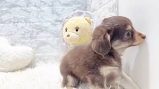 ハーフ犬の動画01