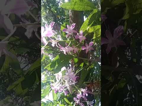 blossom #dhanvin & nirupama #shorts#