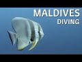 MALDIVES | Coco Palm | Diving, Coco Palm (Baa Atoll), Malediven