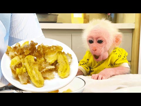 Gluttony Bibi monkey Surprises with Dad's Banana Cake