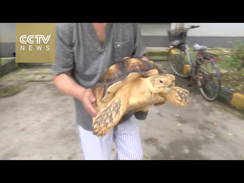 Walking partners: A man and his tortoise