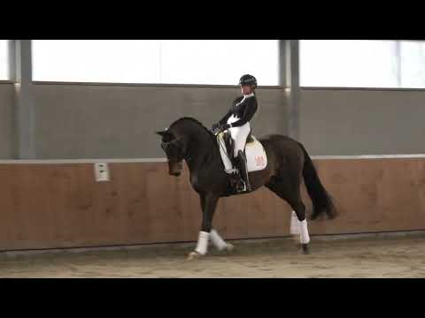 18 years old Bon Bravour Show Brouwers Hengsten 2024