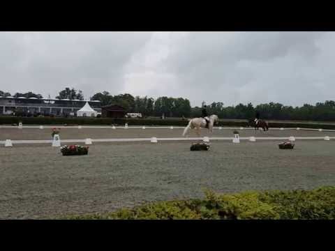 Qaside MD von Quasi Gold - Landesmeisterschaften Berlin - Brandenburg Neustadt/Dosse 2016