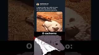 lobo em pele de ovelha 😲 #comedyeffect