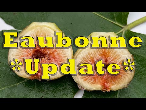 Eaubonne Update - These figs are very ripe and the look and taste is excellent (9/5/21 Update)