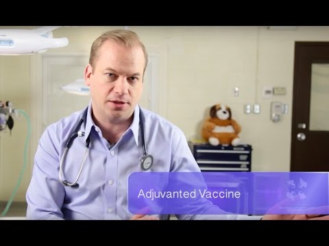 Everything You Need to Know About Vaccine Reactions in Dogs and Cats | Vet Guide