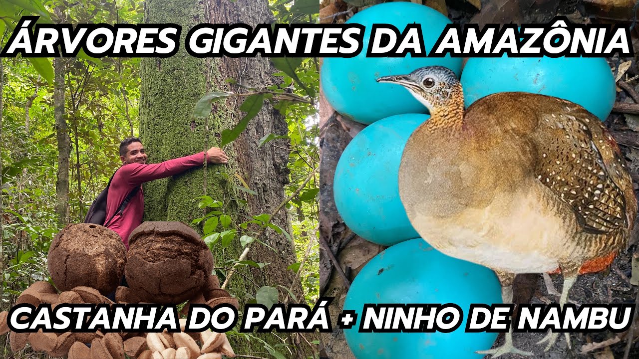 BRAZIL NUT HARVESTING + NAMBU NEST!.