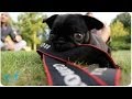 Bad To The Bone Hilarious Dog Compilation