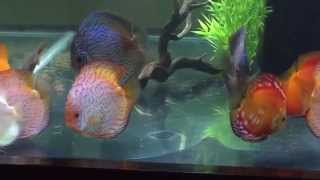 Discus feeding on Live Worms