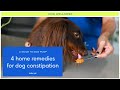 4 Home Remedies For Constipation In Dogs