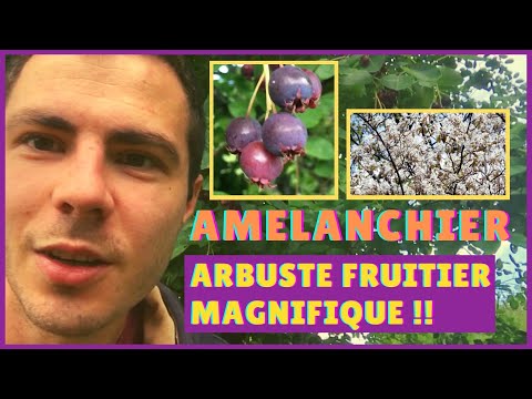 , title : '🟣 L' AMELANCHIER 👌, Arbuste Fruitier INCONTOURNABLE pour une HAIE FRUITIERE COMESTIBLE !'