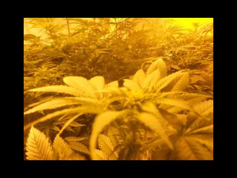 Capleton - Ganja (Breakbeat remix)