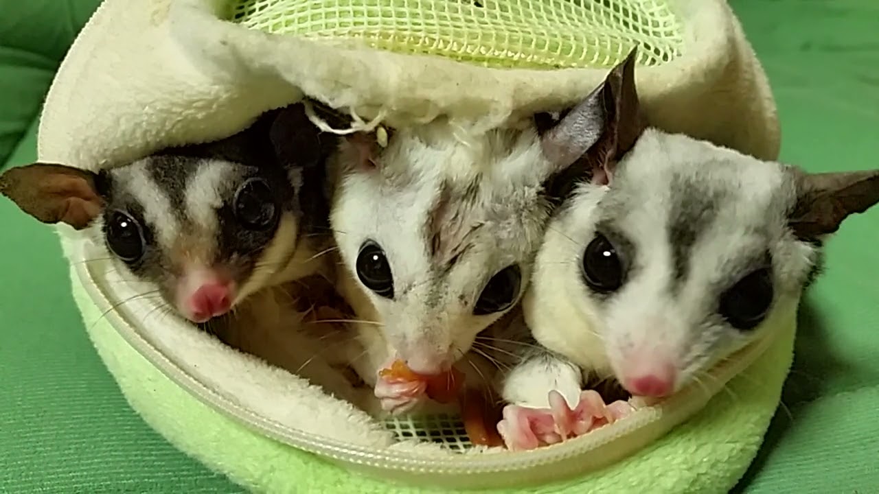 フクロモモンガ、家族で食事 Sugar Glider Family Eating