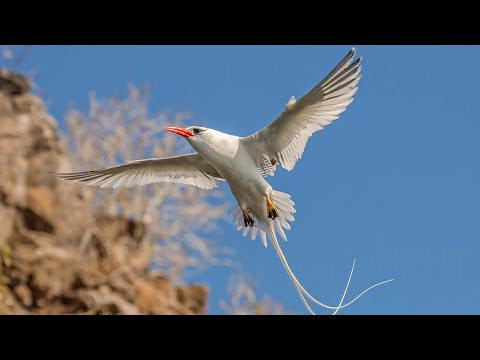 Red billed tropicbird (Phaethon aethereus) flock