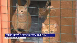 Download the video "‘Itty Bitty Kitty Kabin’ coming to Greene Co."