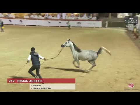 N.212 GRMAN AL RAAD - The Turfah Arabian Horse Show 2023 - Colts 2 Years Old (Class 8B)