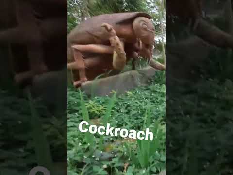 Giant Cockroach | Insectlandia