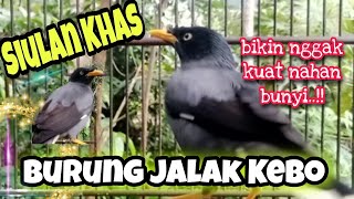 Download lagu Siulan Khas Memanggil Kawan ~ Burung Jalak Kebo mp3 Download lagu Siulan Khas Memanggil Kawan ~ Burung Jalak Kebo mp3