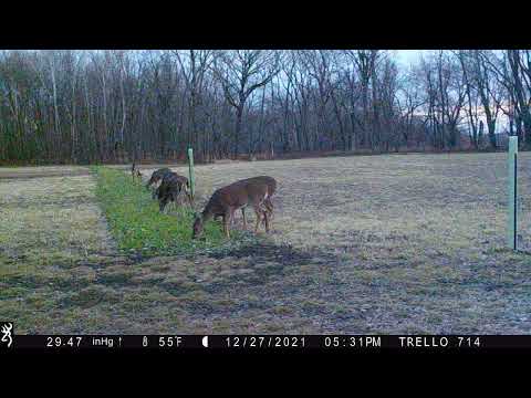 Deadly Dozen Plot 2021